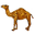 Camel V2